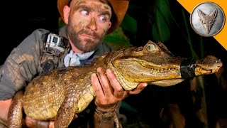 DANGEROUS Caiman Catch [upl. by Bible]