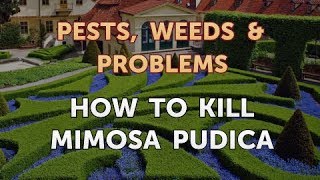 How to Kill Mimosa pudica [upl. by Nilrem]