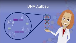 DNA Aufbau leicht erklärt [upl. by Nauwtna]