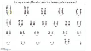 Homologe Chromosomen [upl. by Nealah]