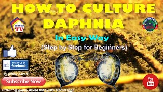 HOW TO CULTURE DAPHNIA In Easy Way [upl. by Enined]