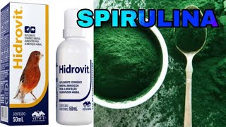 SPIRULINA PARA TRINCA FERRO CANTA MUITO ONDE COMPRAR COMO USAR [upl. by Jenifer]