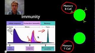 The Immune System [upl. by Anastasius]