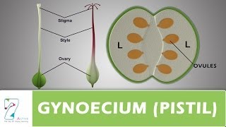 GYNOECIUM or PISTIL [upl. by Erda]