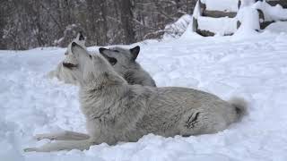 Magical Moment Three Wolves Howling in the Snow [upl. by Eninaej]