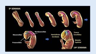 7 EMBRIOLOGIA CABECA E PESCOCO SNC E SNP [upl. by Harewood718]