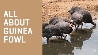 All About GUINEA FOWL [upl. by Ndnarb]